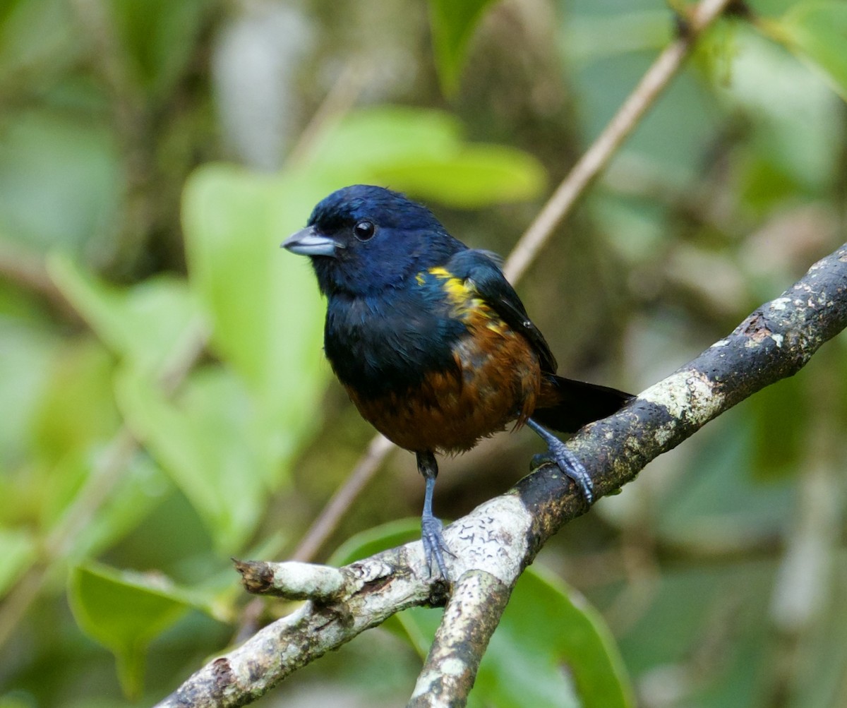 Chestnut-bellied Euphonia - ML622083342