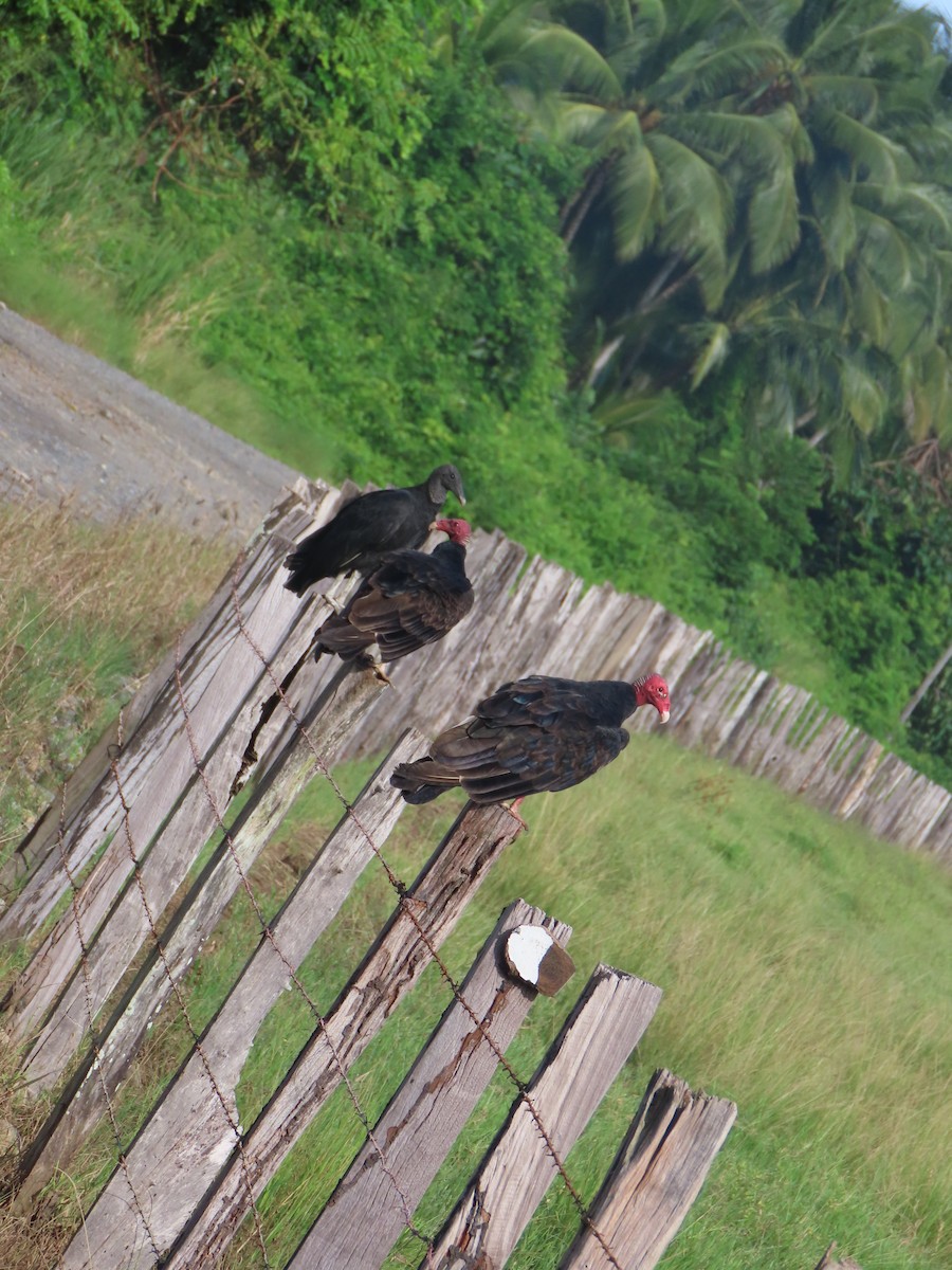 Turkey Vulture - ML622083343