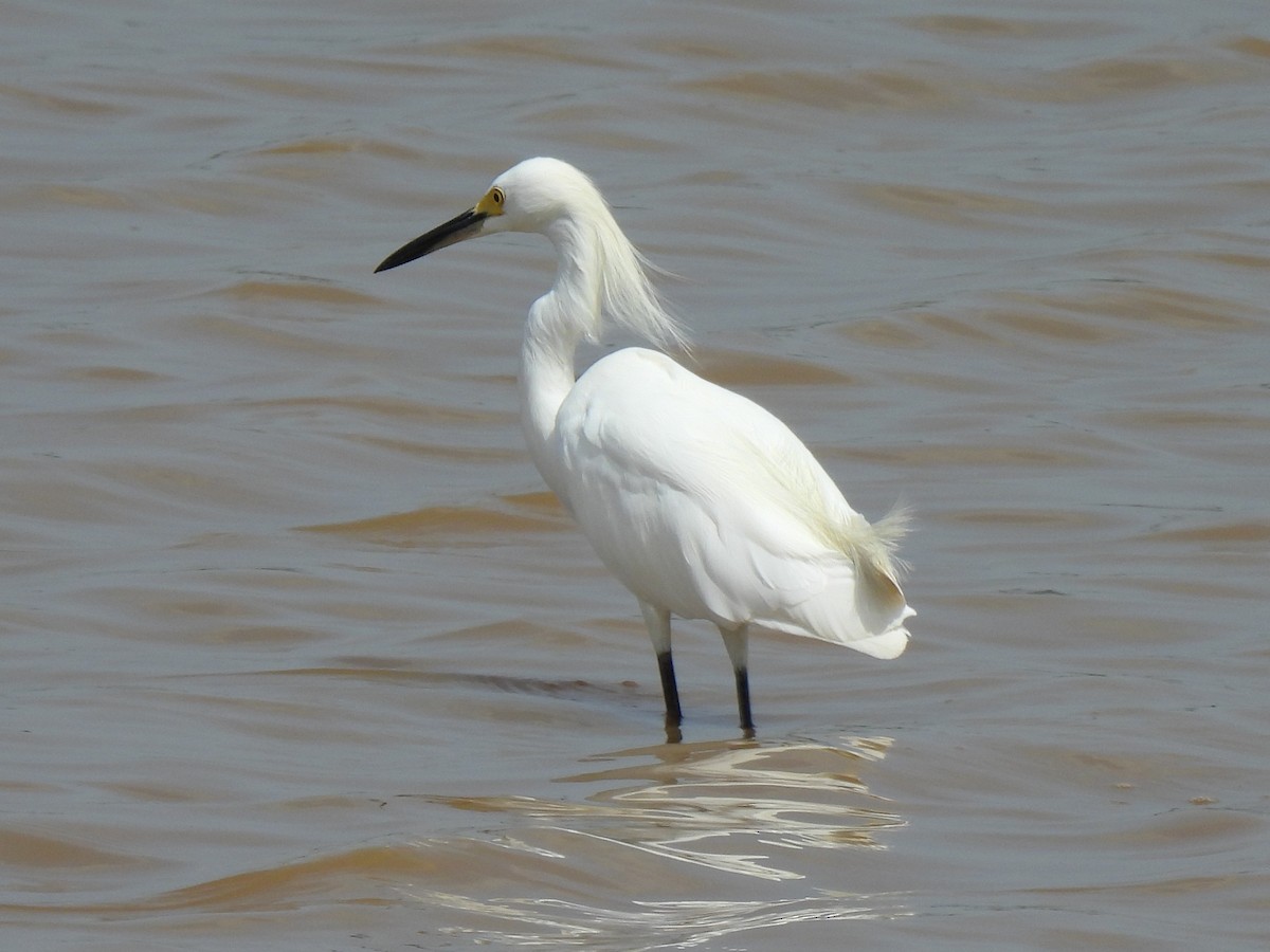 Snowy Egret - ML622083346