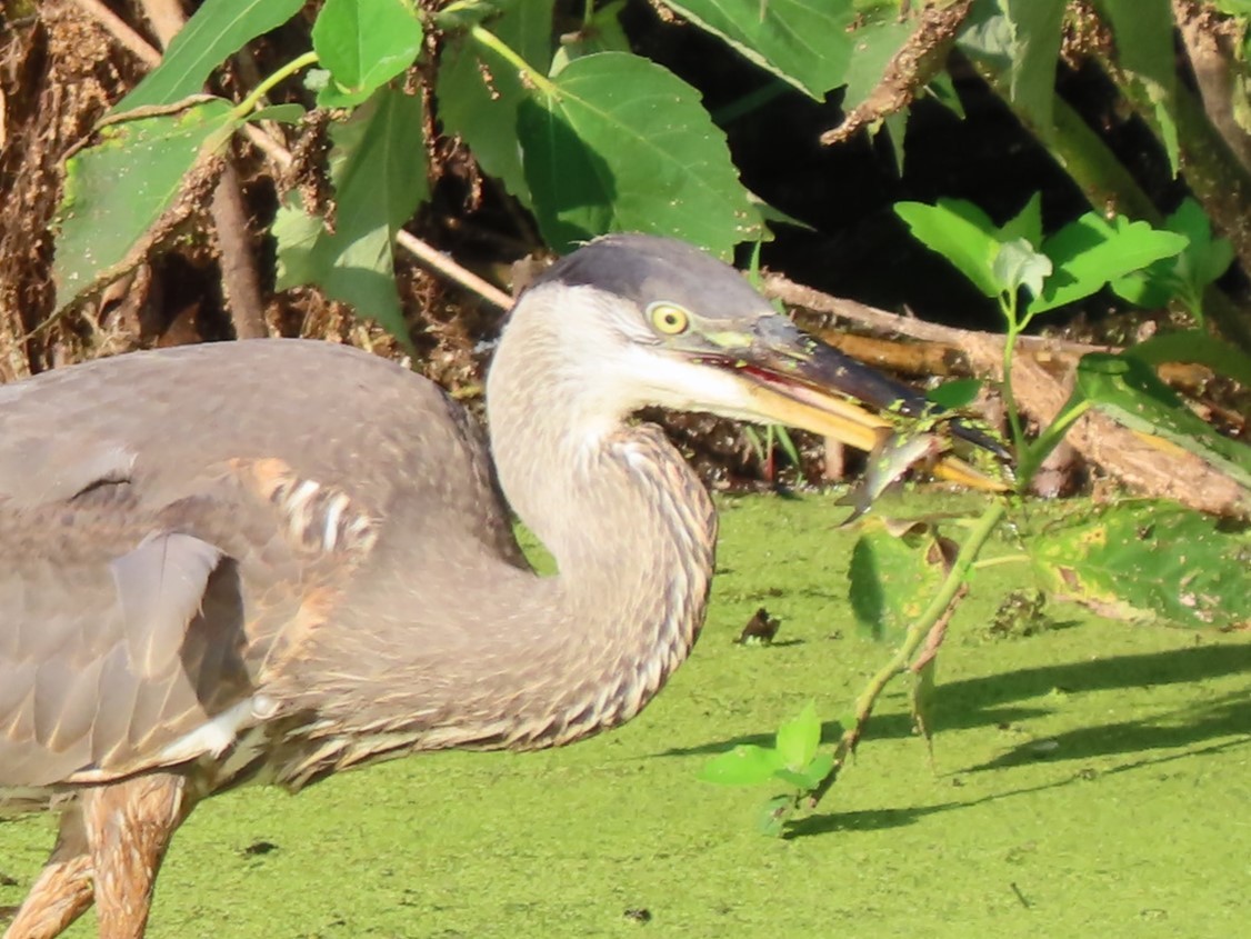 Great Blue Heron - Roger Beuck