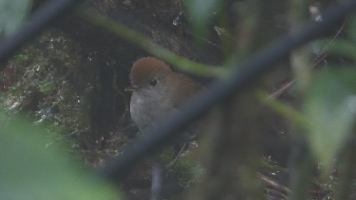 Ruddy-capped Nightingale-Thrush - ML622083364