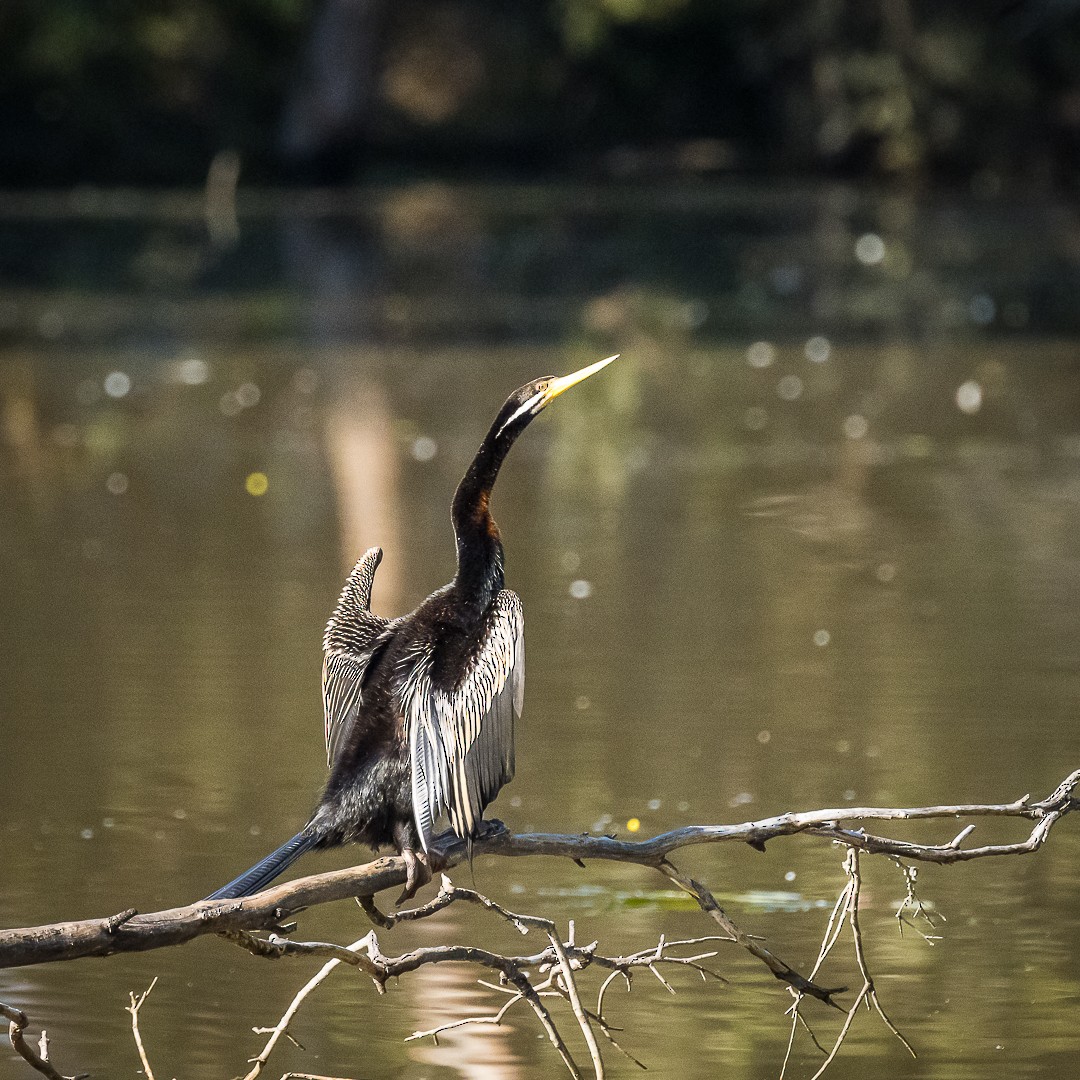 Anhinga Australiana - ML622083392