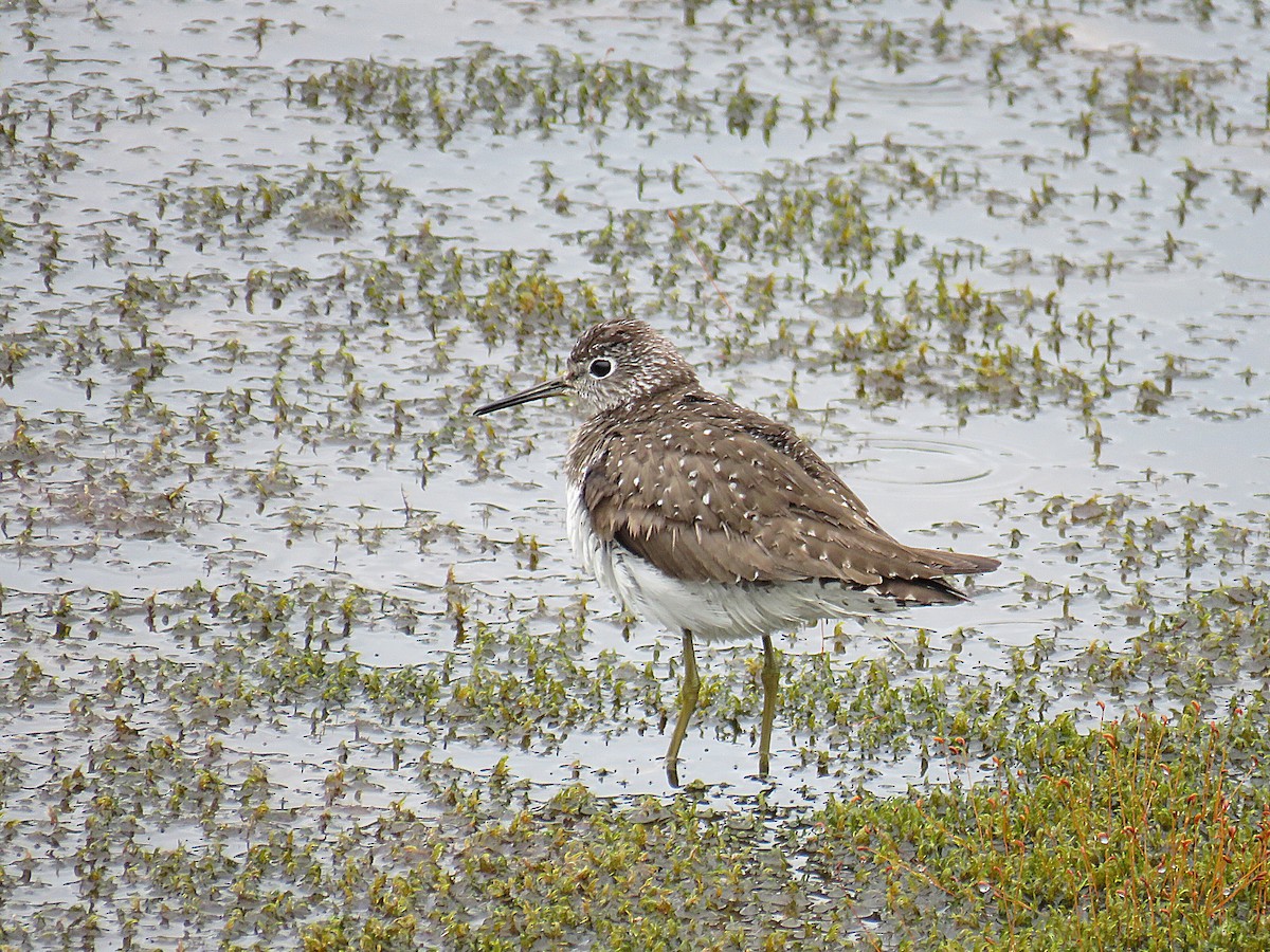 Solitary Sandpiper - ML622083393