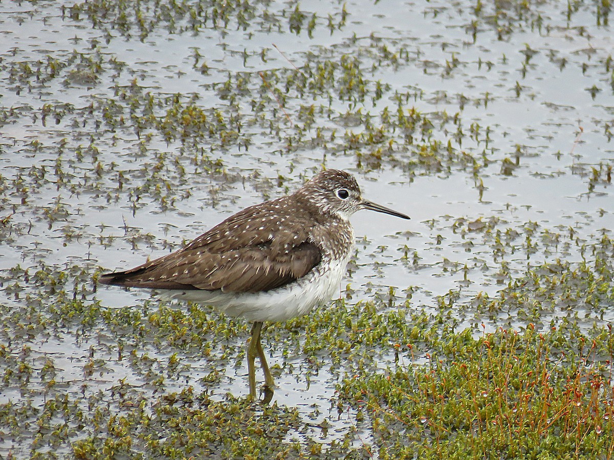 Solitary Sandpiper - ML622083394