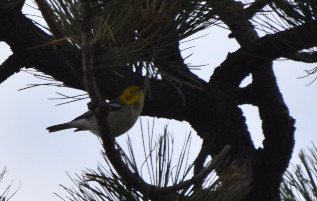 Hermit Warbler - Steve Nord