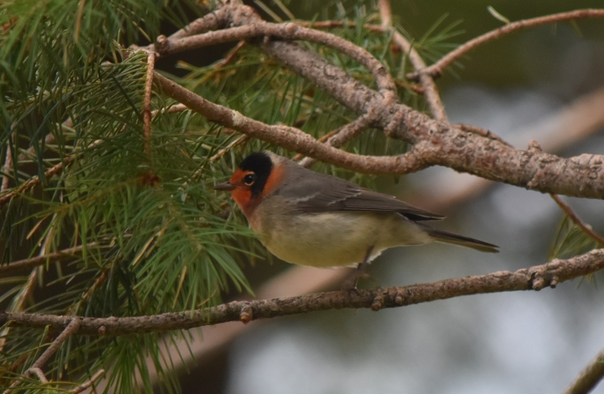 Red-faced Warbler - Steve Nord