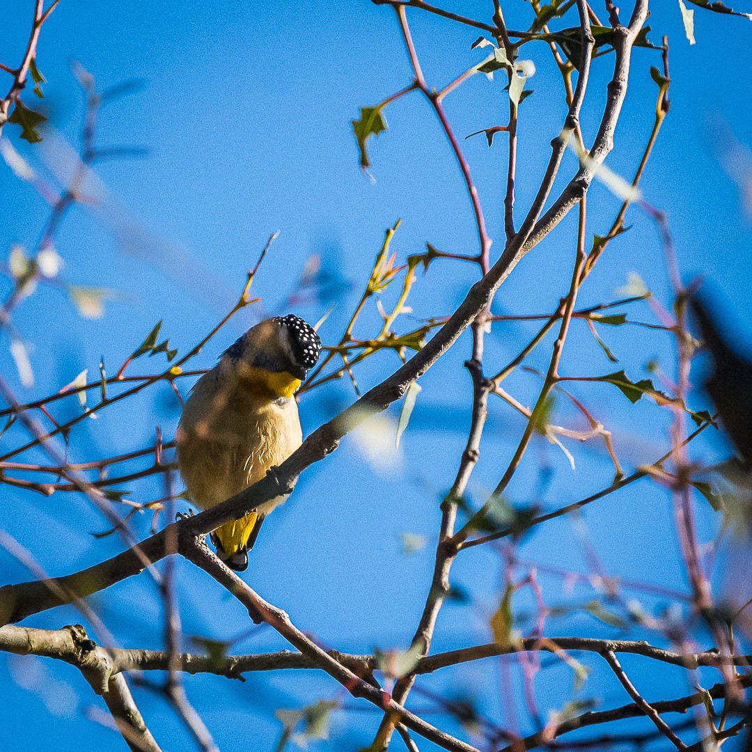 Pardalote Moteado - ML622083402