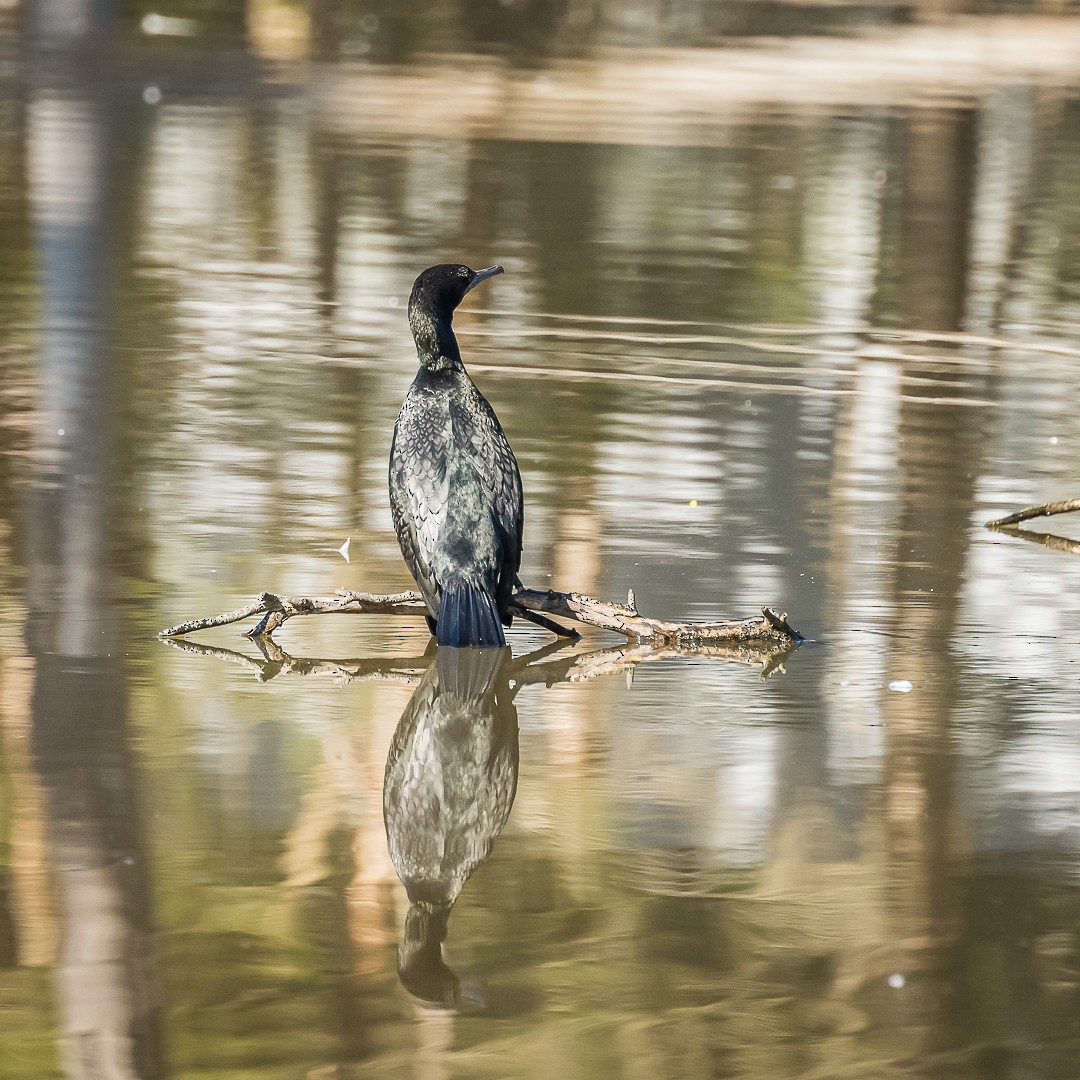 Cormorán Totinegro - ML622083403