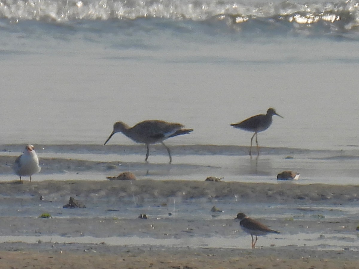 Willet - Jennifer Wilson-Pines