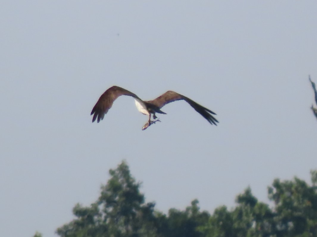 Águila Pescadora - ML622083409