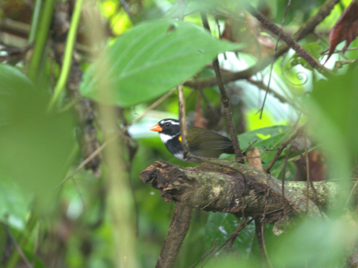 Orange-billed Sparrow - Menachem Goldstein