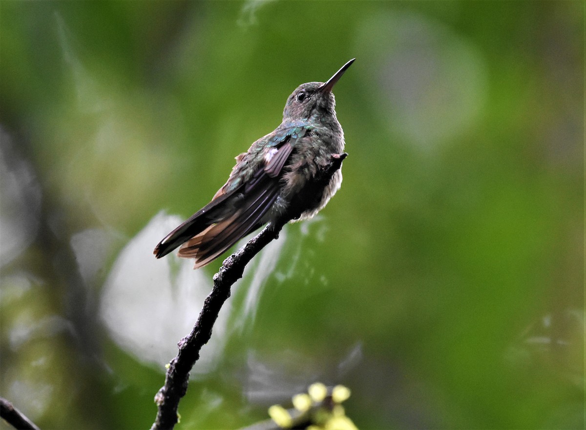 Colibrí de Cuvier - ML622083413