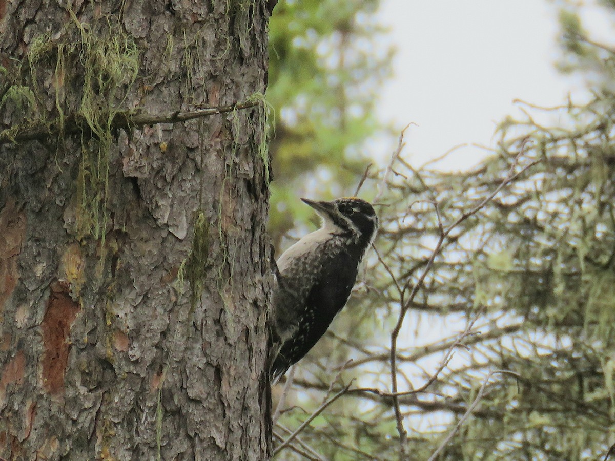 American Three-toed Woodpecker - ML622083425