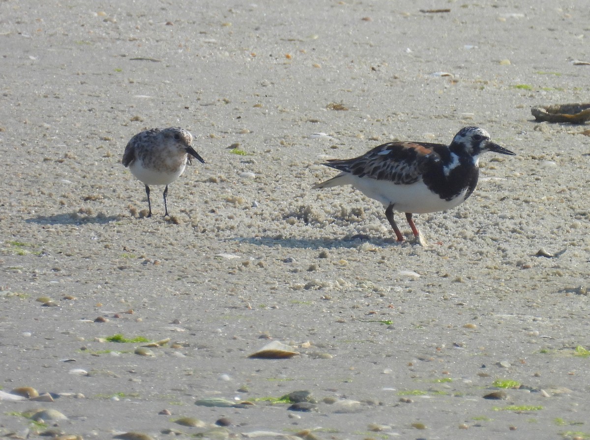 Ruddy Turnstone - ML622083472