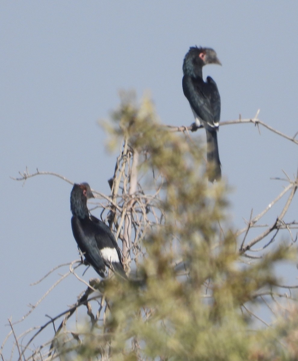 Trumpeter Hornbill - ML622083494