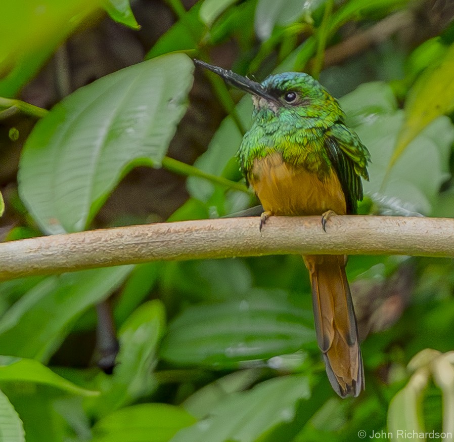 Bluish-fronted Jacamar - ML622083495