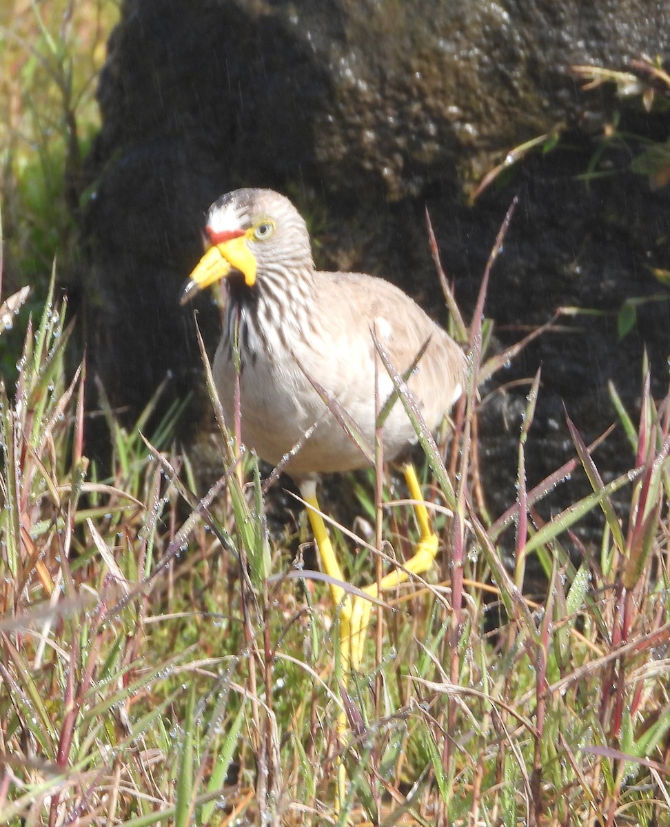 Wattled Lapwing - Rodney Macready