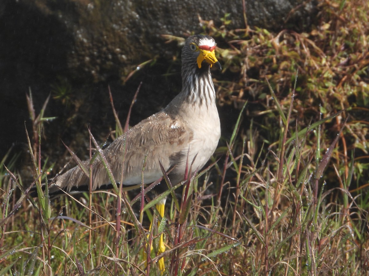 Wattled Lapwing - ML622083497