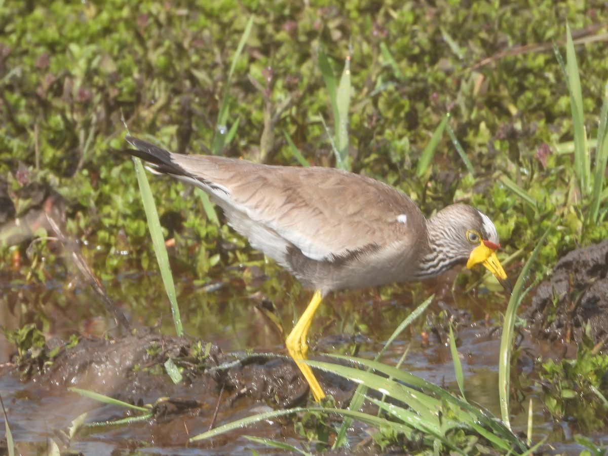 Wattled Lapwing - ML622083498