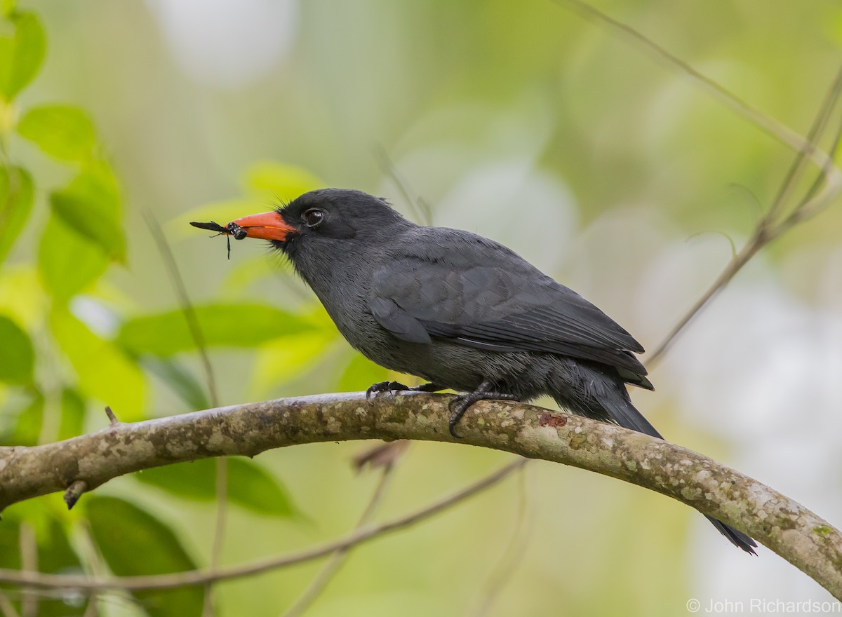 Black-fronted Nunbird - ML622083499