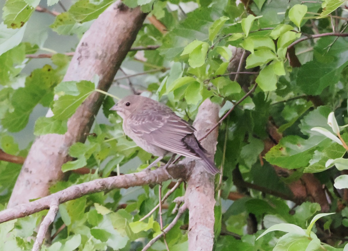 Brown-headed Cowbird - ML622083500