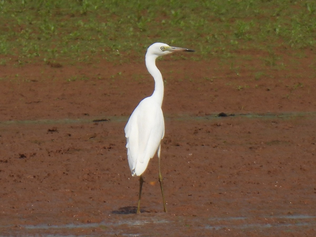 Little Blue Heron - ML622083502