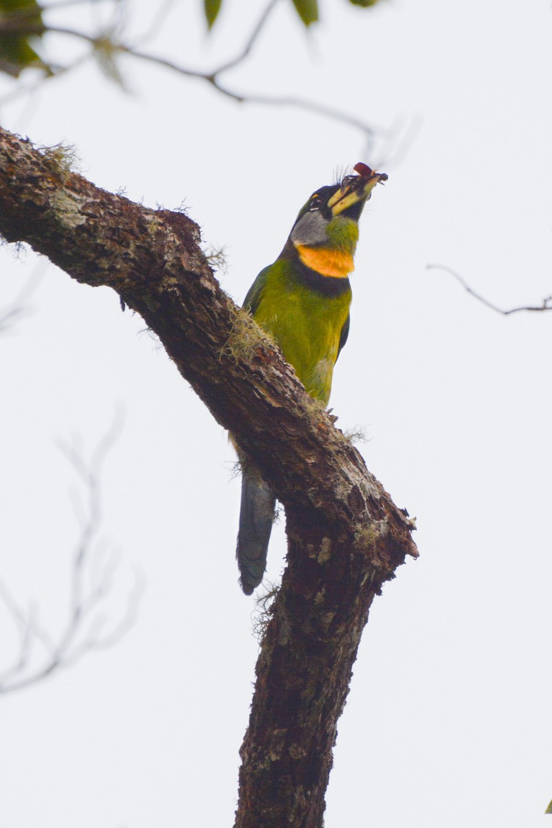 Fire-tufted Barbet - ML622083503