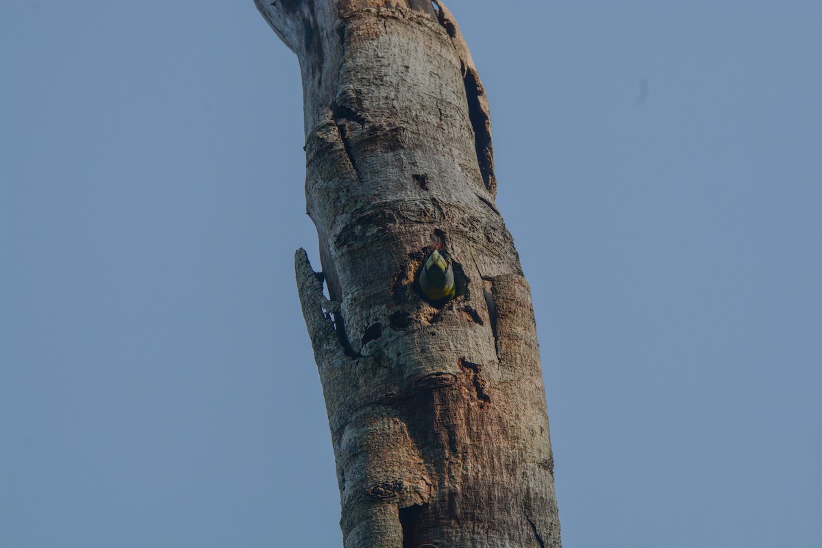 Fire-tufted Barbet - ML622083504