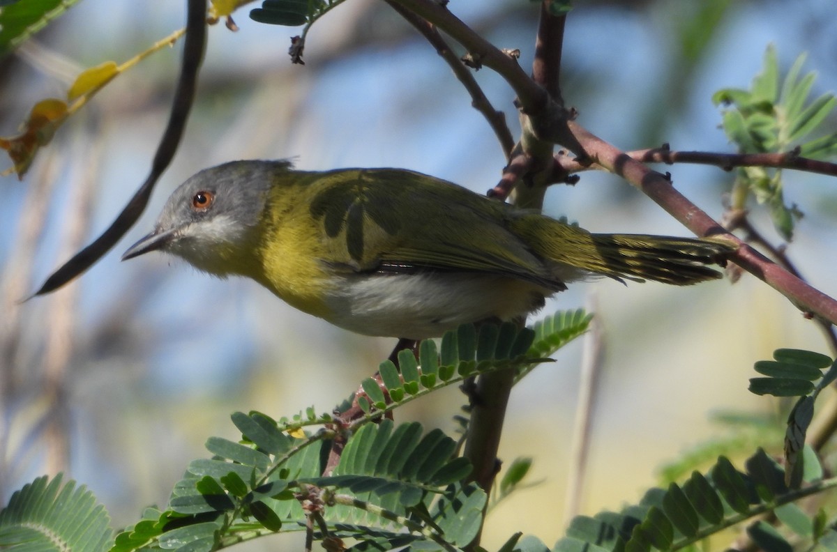 Yellow-breasted Apalis - ML622083505