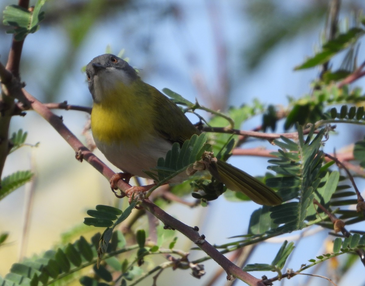 Yellow-breasted Apalis - ML622083506