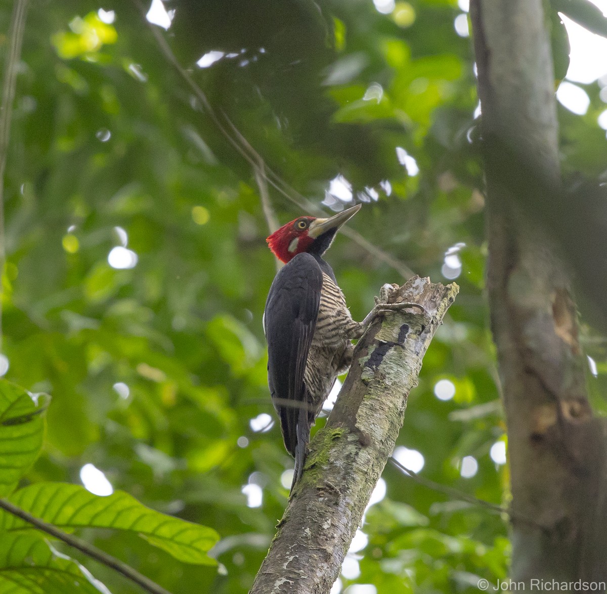 Crimson-crested Woodpecker - ML622083507