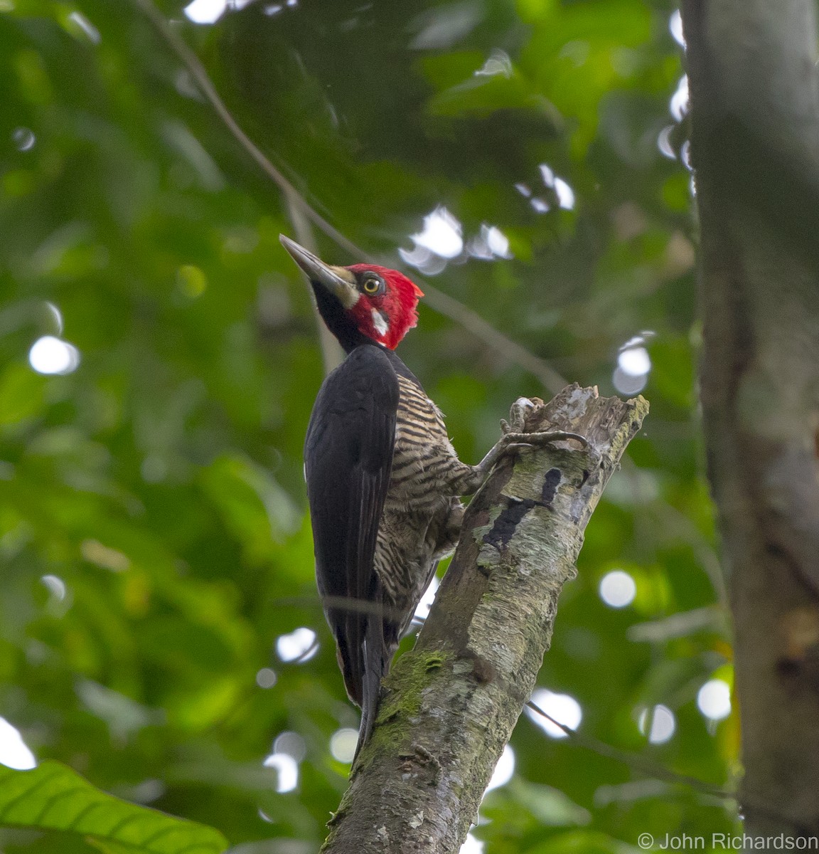 Crimson-crested Woodpecker - ML622083508