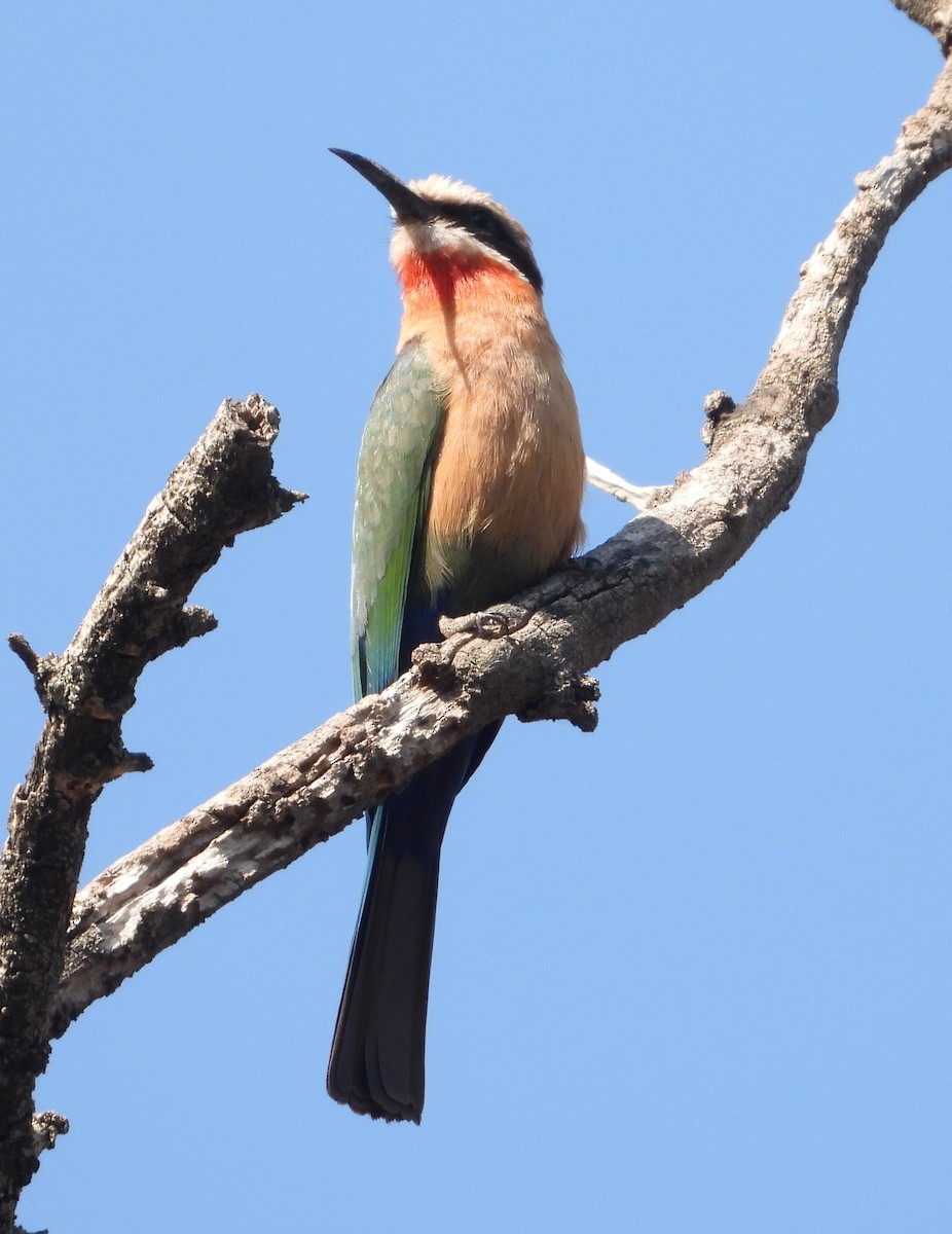 White-fronted Bee-eater - ML622083510