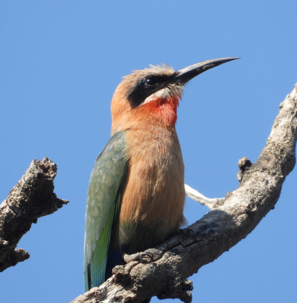 White-fronted Bee-eater - ML622083511
