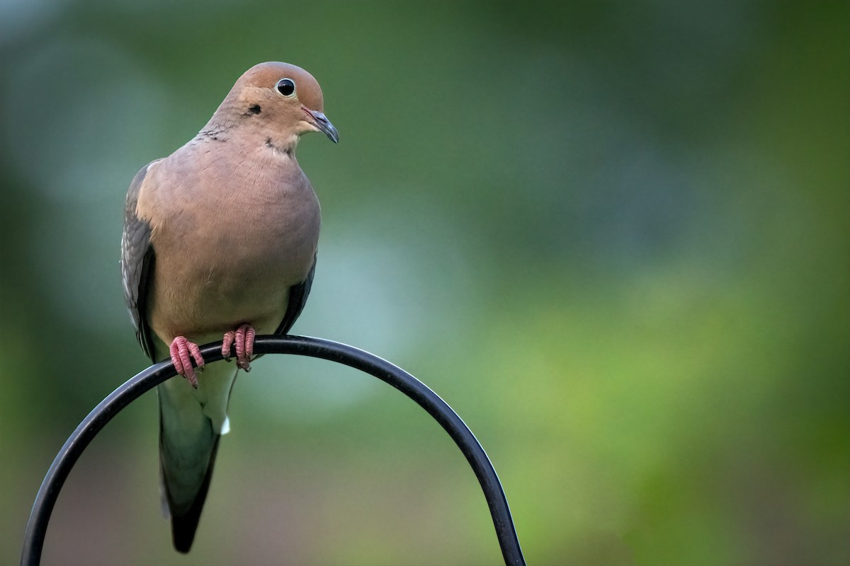 Mourning Dove - ML622083512