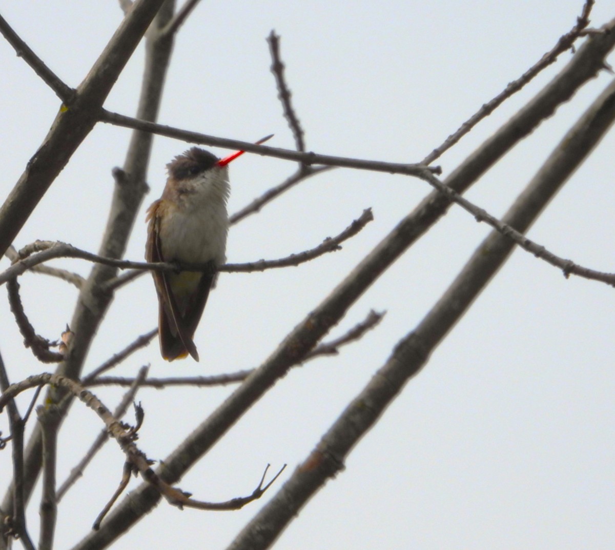 Violet-crowned Hummingbird - ML622083514