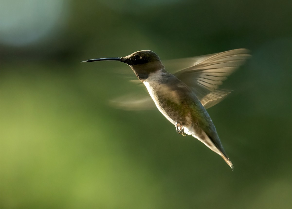 Black-chinned Hummingbird - ML622083515