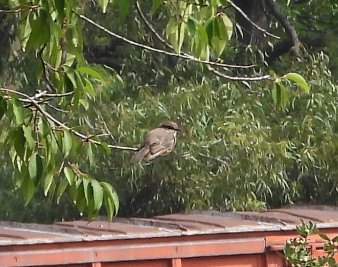 Vermilion Flycatcher - ML622083516