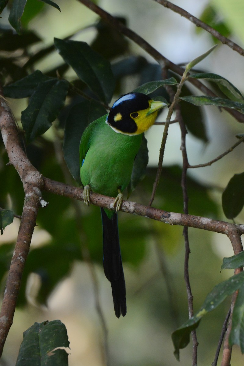 Long-tailed Broadbill - ML622083517