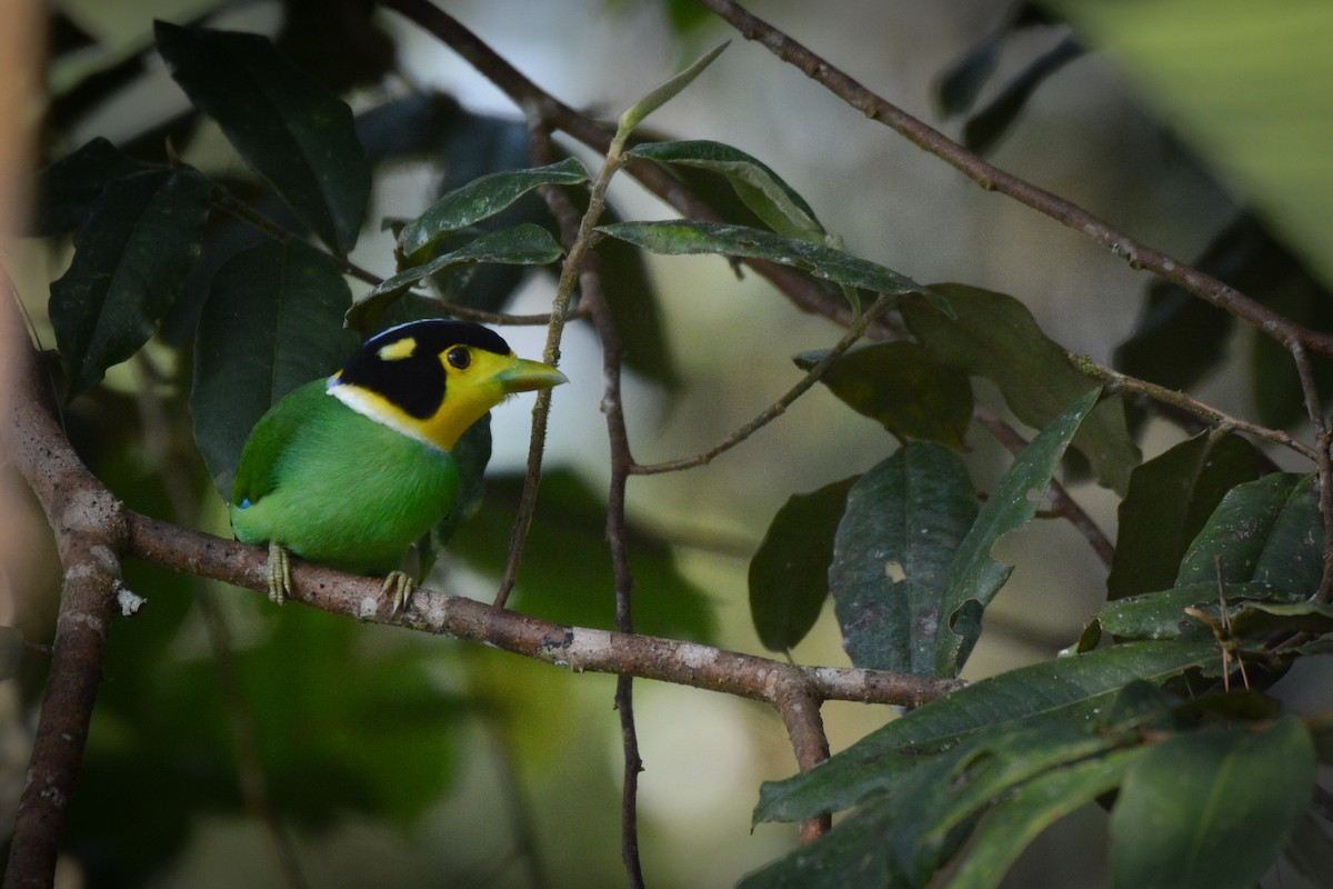 Long-tailed Broadbill - Sangam Paudel