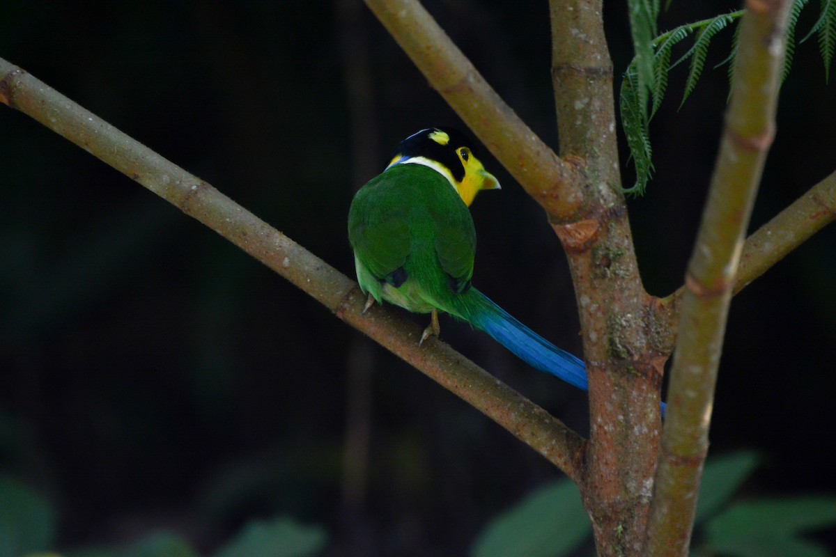 Long-tailed Broadbill - ML622083519