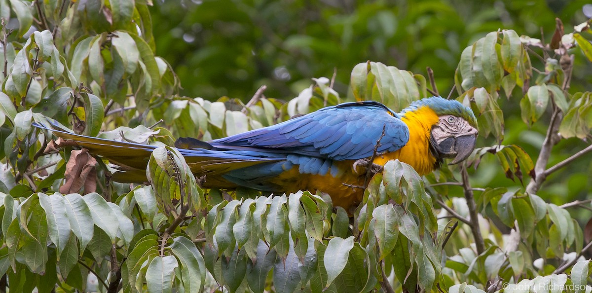 Blue-and-yellow Macaw - ML622083520