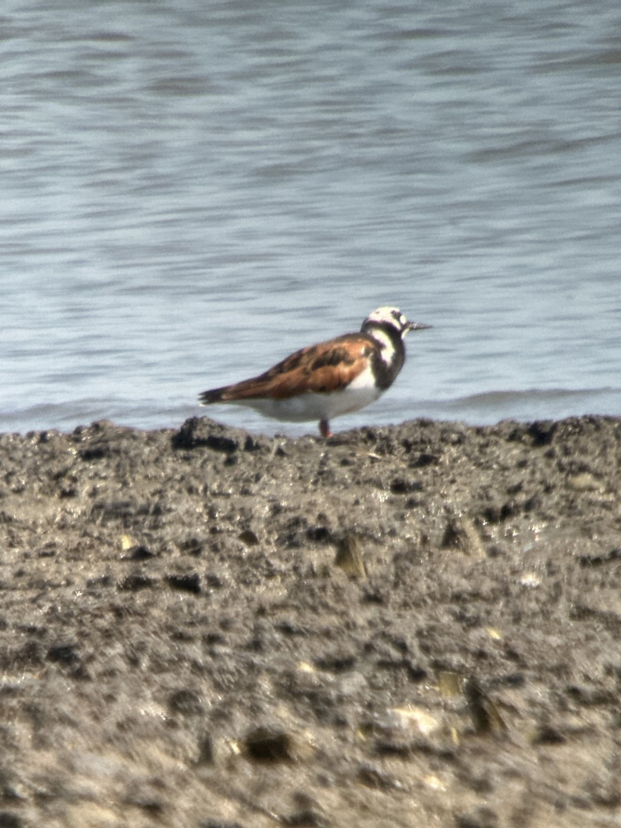 Ruddy Turnstone - ML622083593