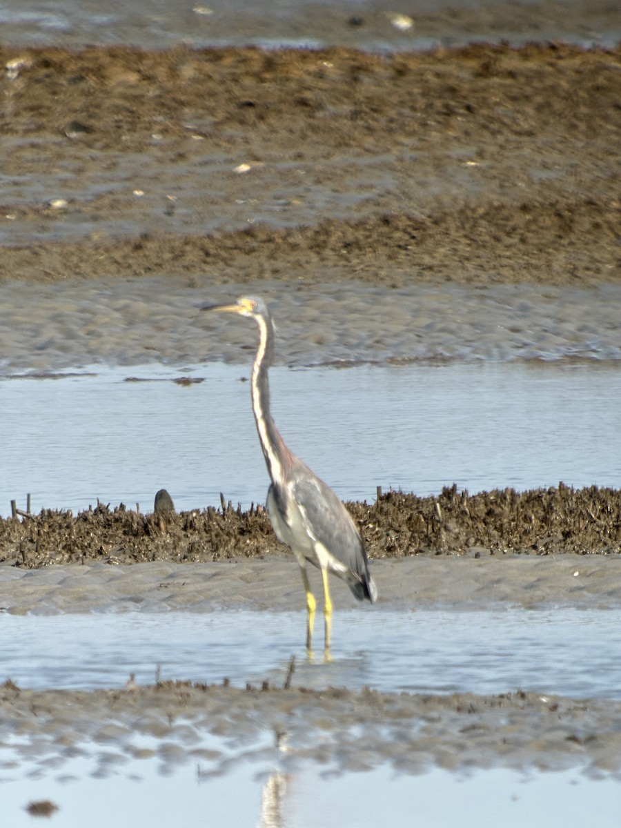 Tricolored Heron - ML622083636