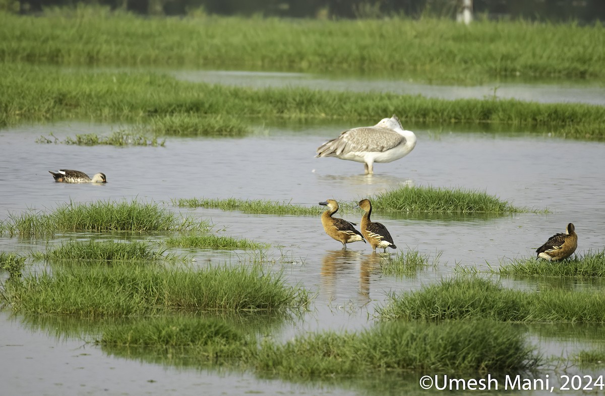 Fulvous Whistling-Duck - ML622083702