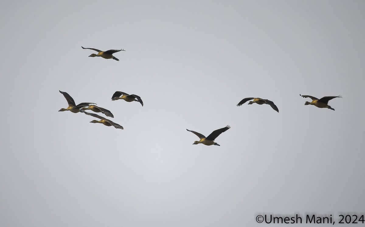 Fulvous Whistling-Duck - ML622083718