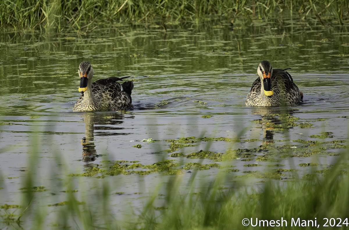 Indian Spot-billed Duck - Umesh Mani