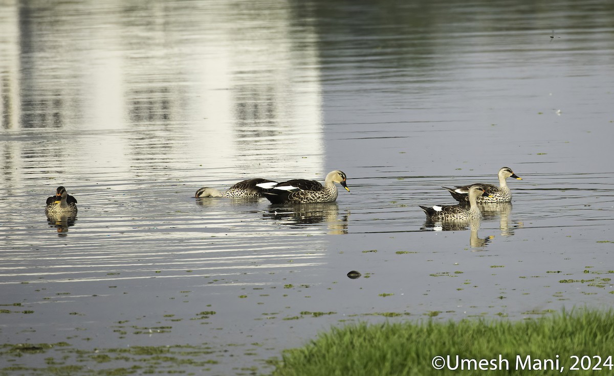 Indian Spot-billed Duck - ML622083722