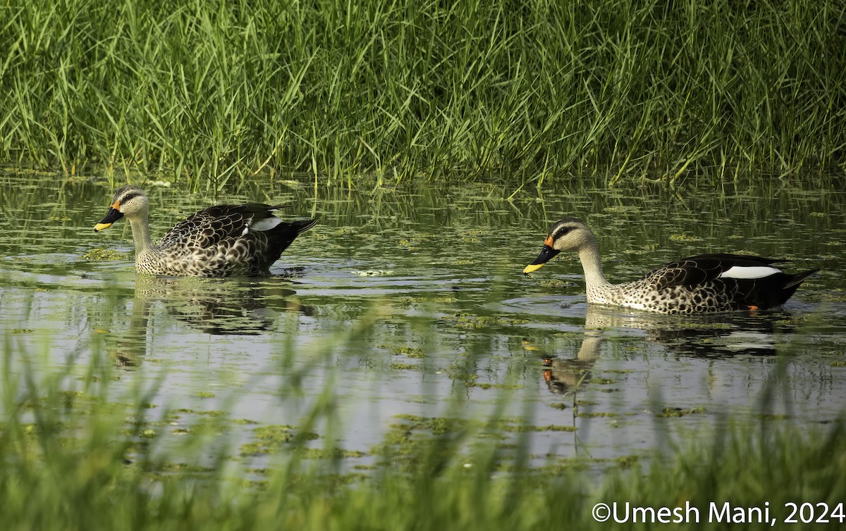 Indian Spot-billed Duck - ML622083723