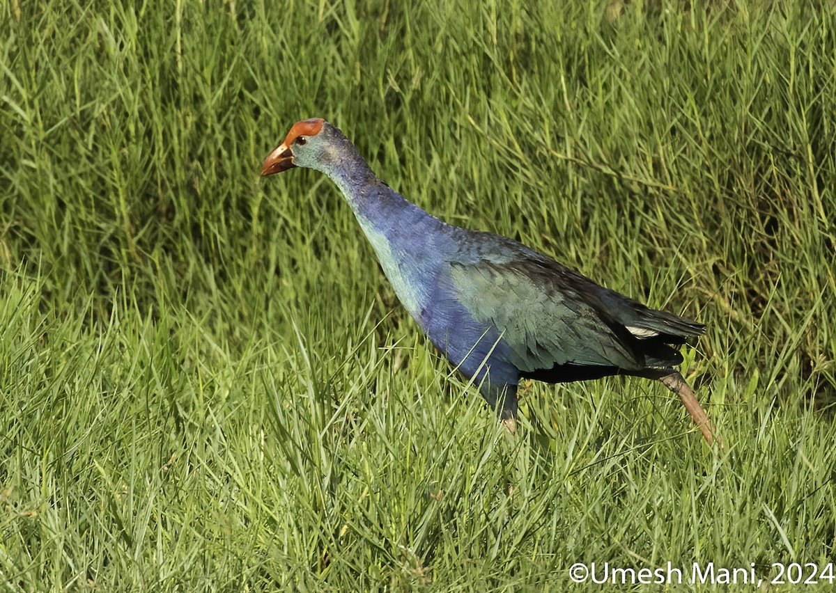 Gray-headed Swamphen - ML622083742